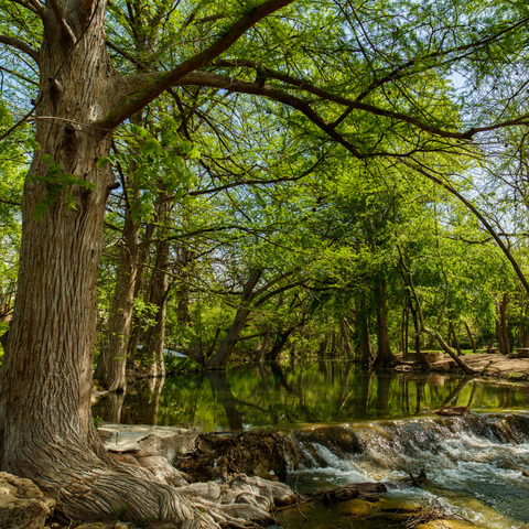 Hill Country Spring