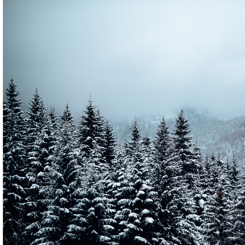 Piney Winter