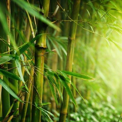 White Tea & Bamboo