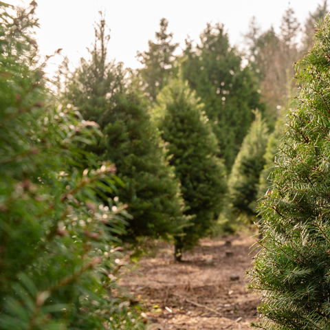 Winter Pine